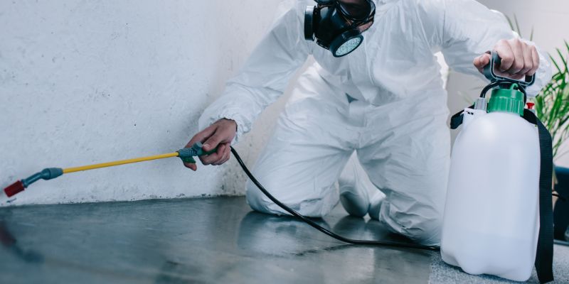 Como é feita a dedetização de baratas em Palmas